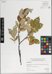 Foto von Salix lanata L.